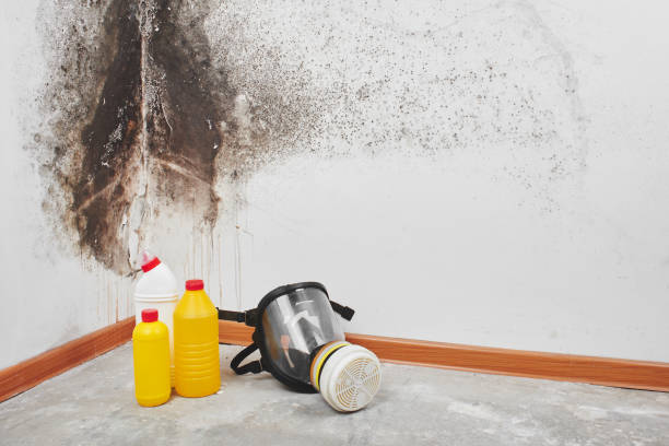 Best Office Mold Removal Services  in Franklinton, NC