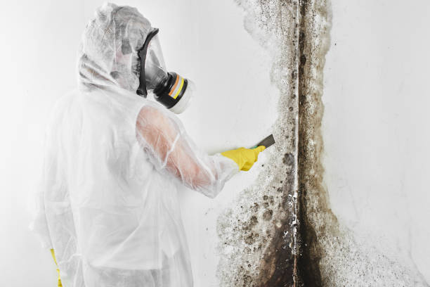 Best Mold Testing  in Franklinton, NC