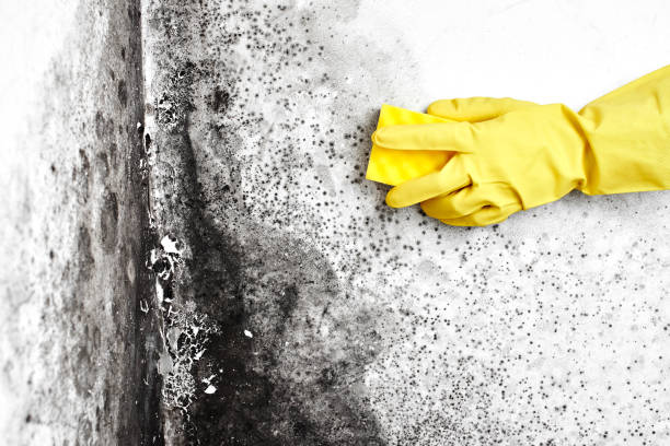 Best Black Mold Removal  in Franklinton, NC