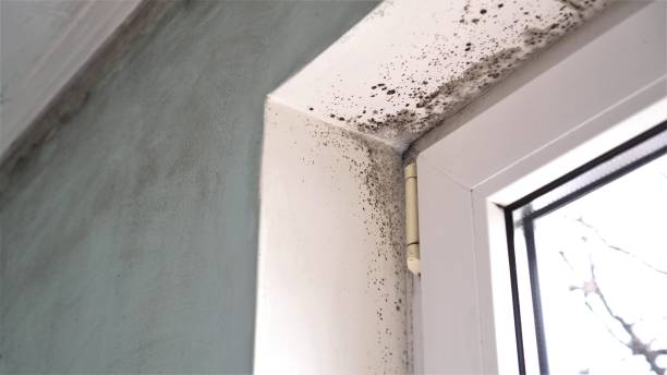 Professional Mold Removal in Franklinton, NC