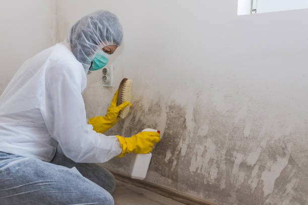 Best Same-Day Mold Removal  in Franklinton, NC