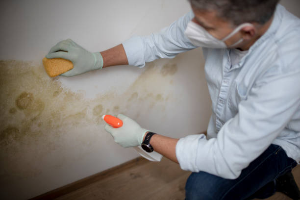 Best Professional Mold Removal  in Franklinton, NC