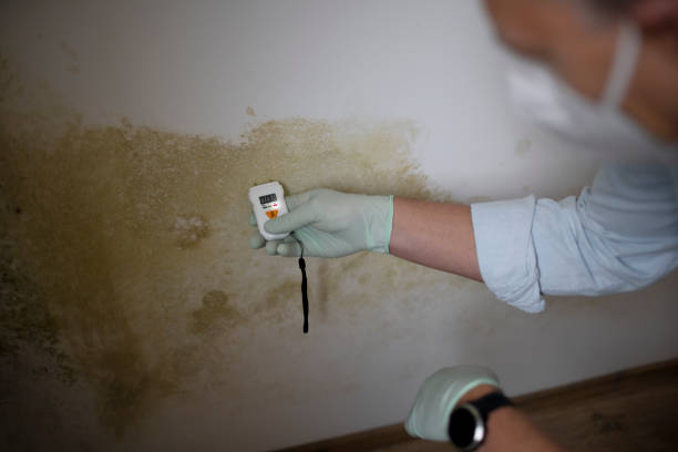 Best Mold Removal Near Me  in Franklinton, NC