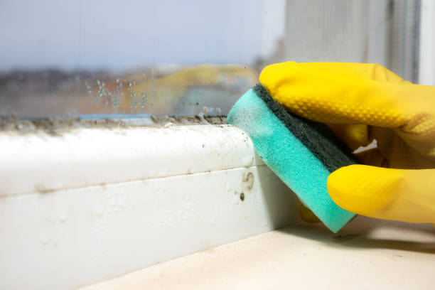 Best Office Mold Removal Services  in Franklinton, NC