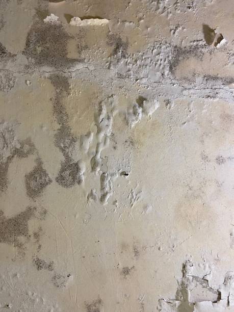 Best Mold Removal and Inspection  in Franklinton, NC