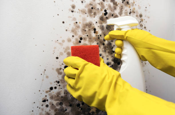 Best Mold Removal Company Near Me  in Franklinton, NC