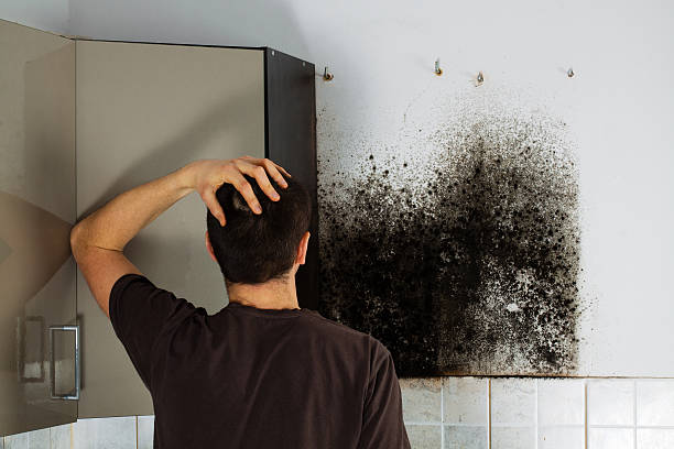 Best Mold Remediation Services  in Franklinton, NC