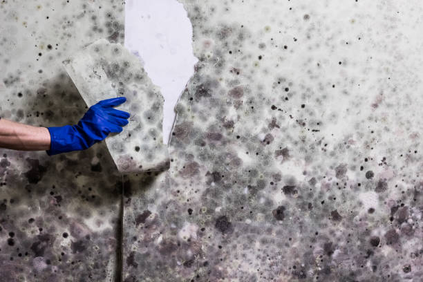 Best Residential Mold Removal  in Franklinton, NC